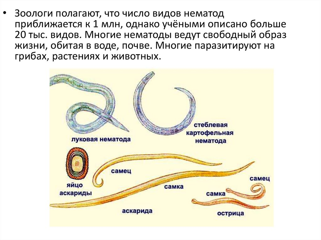 Нематоды