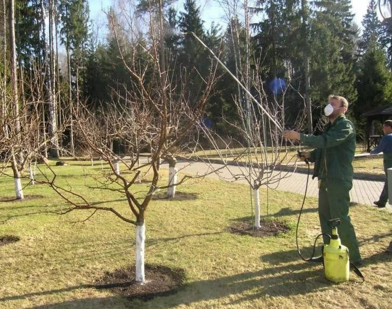 Проведение азотной профилактики