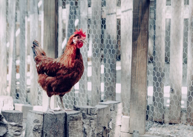 chicken-ptnmh4g