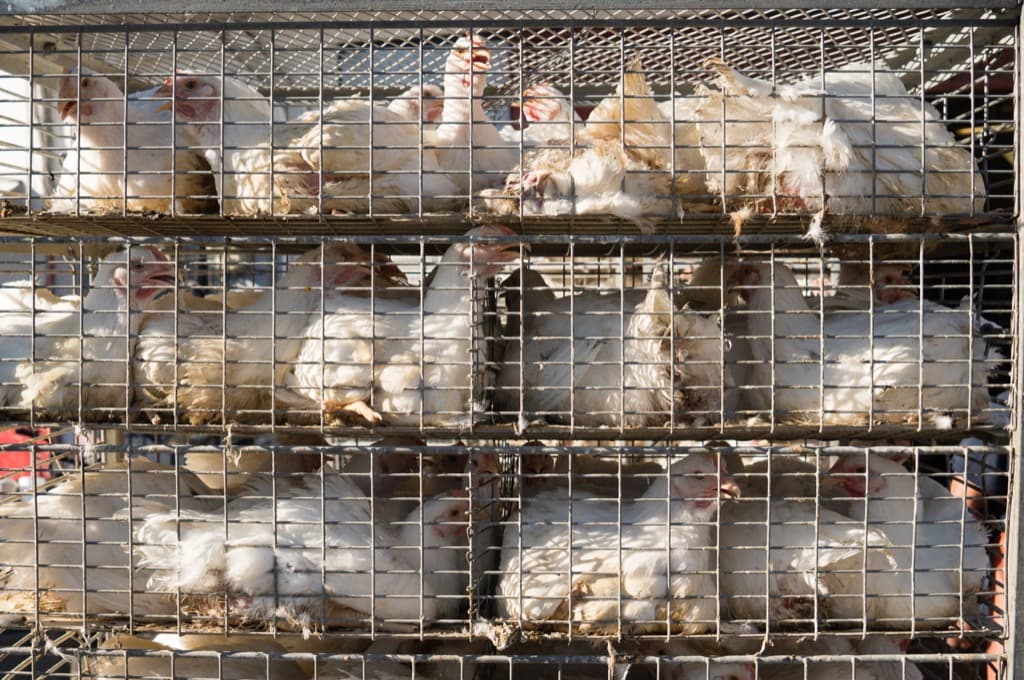 chickens-in-cage-heading-to-slaughter-phlj23e