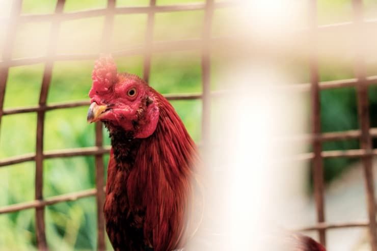 gamecock-in-a-cage-5q9gzl4