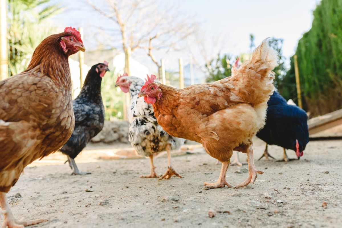 hens-pecking-food-in-the-fencing-of-their-henhouse-2022-05-04-17-19-18-utc-scaled-e1655969431122