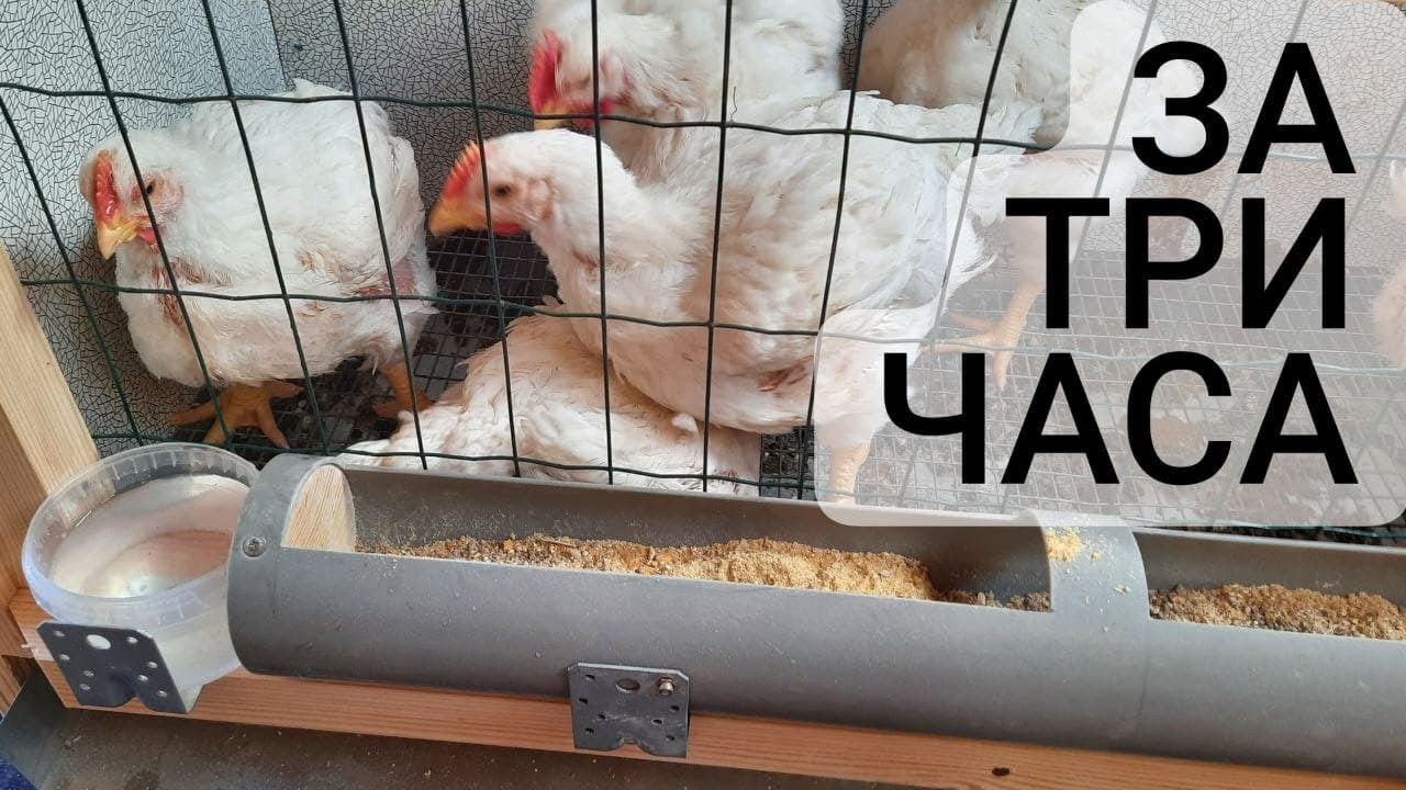 10 интересных идей как сделать курятник своими руками 10 интересных идей как сделать курятник своими руками