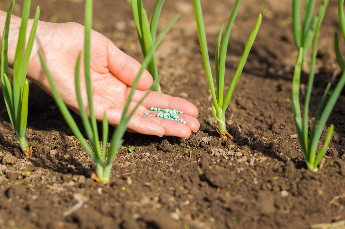 onions_fertilizer-1400x933