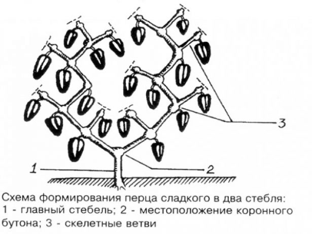 Схема обрезки перца